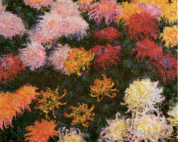 Chrysanthemums  sd